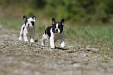 BOULEDOGUE FRANCAIS 388